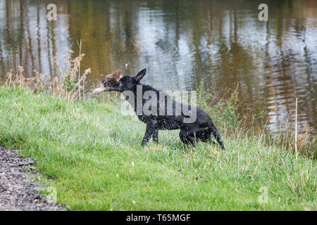 Schwarzer Labrador Abrufen eines Vogels aus einem See auf einem Shooting Tag in Herefordshire. Stockfoto