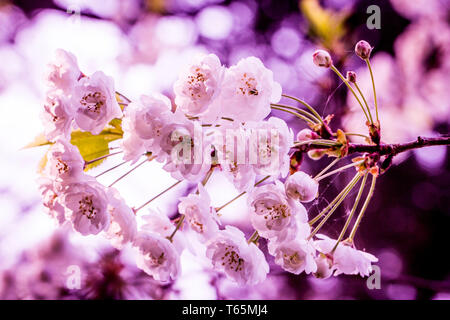 Foto von Wild Cherry (Prunus avium 'Plena') Stockfoto