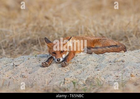 Cute rot Fox faul im Sand Stockfoto