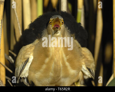 Wenig Rohrdommel, gemeinsame kleine Rohrdommel, Ixobrychus minutus, Zwergrohrdommel Stockfoto