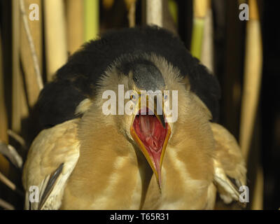 Wenig Rohrdommel, gemeinsame kleine Rohrdommel, Ixobrychus minutus, Zwergrohrdommel Stockfoto