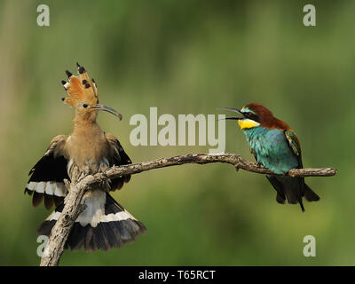 Europäische Bienenfresser Merops apiaster Stockfoto