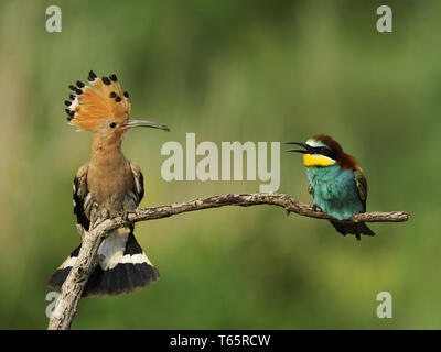 Europäische Bienenfresser Merops apiaster Stockfoto