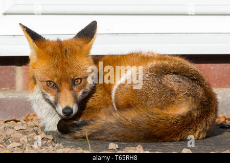 Vorderansicht Nahaufnahme des wilden, urbanen Rotfuchs (Vulpes vulpes) im Freien im Garten isoliert, zahm an der Hintertür, zu Hause Sonnenbaden bei winterlicher Sonneneinstrahlung. Stockfoto