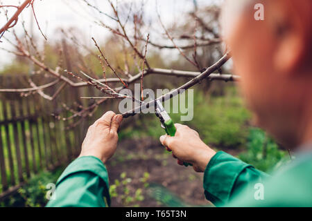 Man Arbeitnehmer beschneiden Baum mit Scherer. Männliche Landwirt tragen einheitliche schneidet Äste im Frühling Garten mit Baum-, Reb-, Gartenscheren oder gartenschere Stockfoto