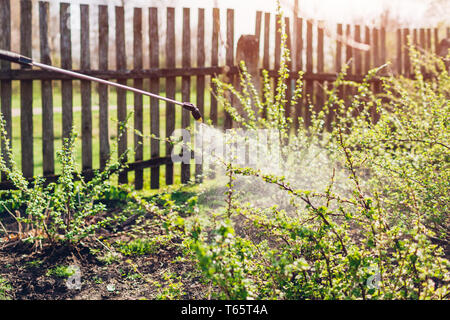 Landwirt spritzen gooseberry Bush mit manueller Pestizid Feldspritze gegen Insekten im Frühling Garten. Landwirtschaft und Gartenbau Konzept Stockfoto