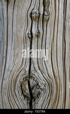 Alte verwitterte Holz Pfosten, Norfolk, England Stockfoto