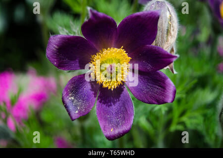 Europäische Pasque flower Stockfoto