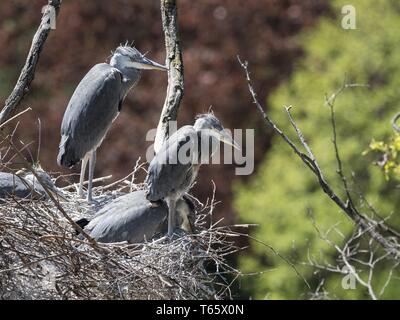 Junge Graureiher (Ardea cinerea) auf dem Nest auf der Spitze des Baumes. (CTK Photo/Roman Krompolc) Stockfoto