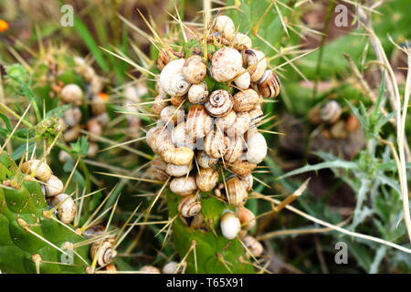 Gruppe von Schnecken auf Kaktus: Nahaufnahme einer Schnecke Kolonie auf Cactus Stockfoto