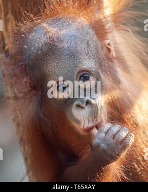 Frontaler Blick auf eine junge Orang-utan Stockfoto