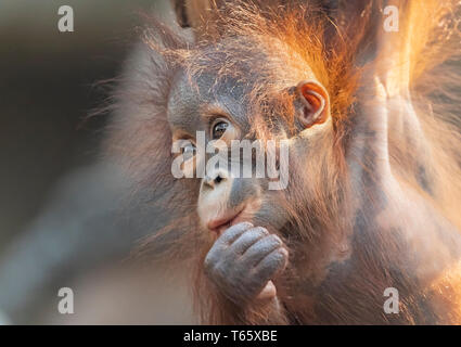 Nahaufnahme eines jungen Orang-utan Stockfoto