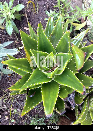 Eine Aufsichtaufnahme einer lebendigen grünen Aloe-Sukkulente, die im Boden wächst, mit ihrem charakteristischen sternförmigen Rosettenarrangement aus fleischigen, dreieckigen Blättern Stockfoto