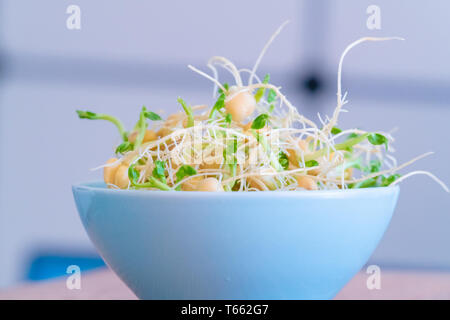 Die gekeimten Samen für Salat. Samen für Salat Sprossen Stockfoto