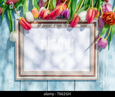 Bunte Tulpen um Holzrahmen im Frühjahr sunlights. Frühling Hintergrund. Stockfoto