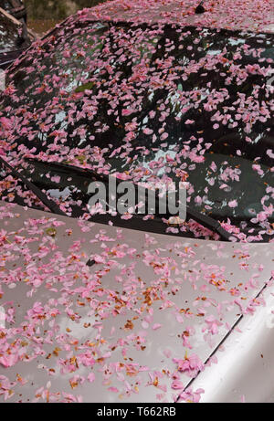 Cherry Tree Blütenblätter auf einem geparkten Auto gefallen Stockfoto
