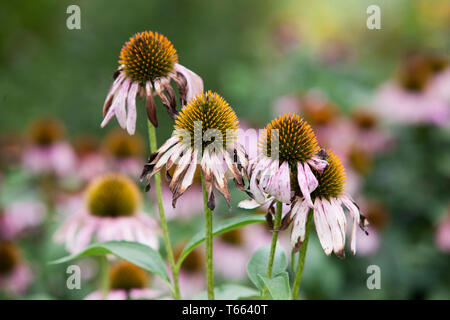 Flora Blumen Bunte solitären Purple Orange Coneflower in einem grünen Garten Stockfoto