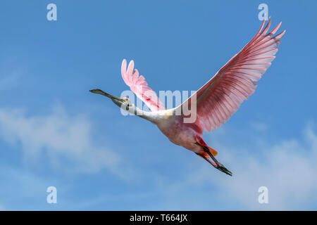 Rosalöffler, Platalea ajaja, Erwachsene im Flug Florida April Stockfoto