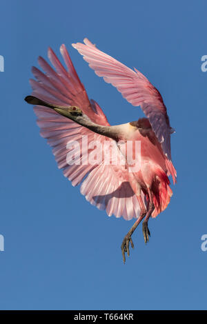 Rosalöffler, Platalea ajaja, Erwachsene im Flug Florida April Stockfoto