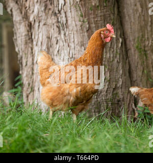 freilaufenden Hühnern Stockfoto