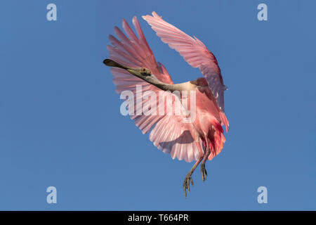 Rosalöffler, Platalea ajaja, Erwachsene im Flug Florida April Stockfoto