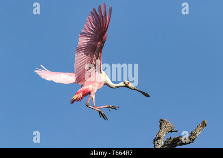 Rosalöffler, Platalea ajaja, Erwachsene im Flug Florida April Stockfoto