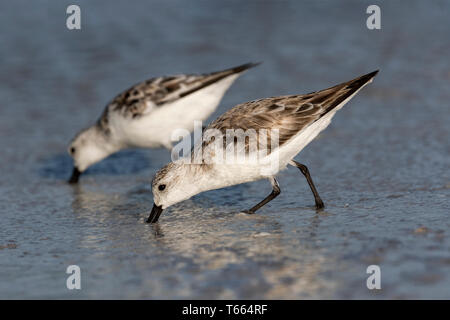 Sanderling, Calidris alba, winter Gefieder der Vögel auf dem Weg nach Futter und Fütterung auf dem tideline Florida, USA April Stockfoto