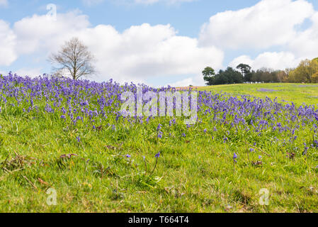 Felder abgedeckt in einem Teppich der bluebells im Client Hügel, Worcestershire, an einem sonnigen Frühlingstag Stockfoto