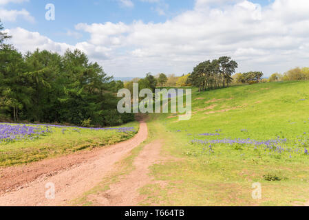 Felder abgedeckt in einem Teppich der bluebells im Client Hügel, Worcestershire, an einem sonnigen Frühlingstag Stockfoto