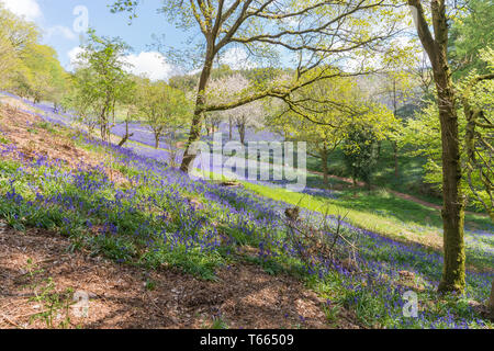 Felder abgedeckt in einem Teppich der bluebells im Client Hügel, Worcestershire, an einem sonnigen Frühlingstag Stockfoto