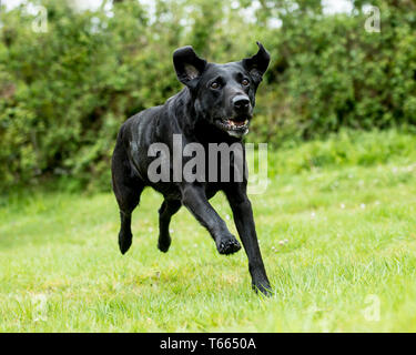 schwarzer Labrador Retriever laufen Stockfoto