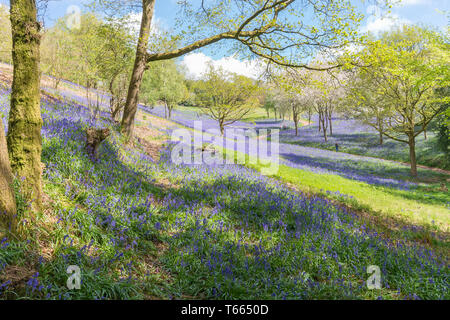 Felder abgedeckt in einem Teppich der bluebells im Client Hügel, Worcestershire, an einem sonnigen Frühlingstag Stockfoto