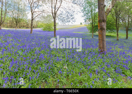 Felder abgedeckt in einem Teppich der bluebells im Client Hügel, Worcestershire, an einem sonnigen Frühlingstag Stockfoto