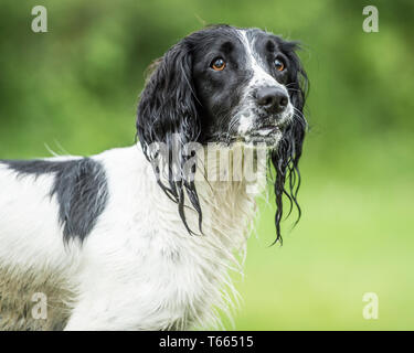 English Springer Spaniel hund Stockfoto