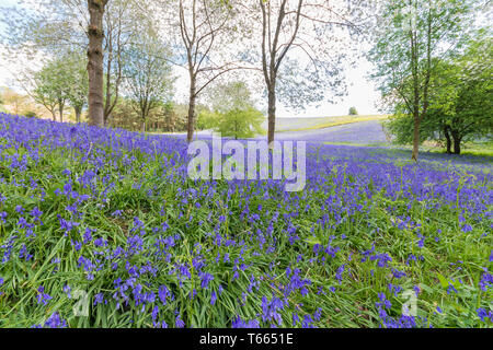 Felder abgedeckt in einem Teppich der bluebells im Client Hügel, Worcestershire, an einem sonnigen Frühlingstag Stockfoto