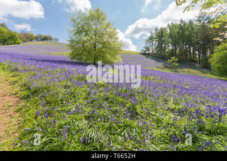 Felder abgedeckt in einem Teppich der bluebells im Client Hügel, Worcestershire, an einem sonnigen Frühlingstag Stockfoto