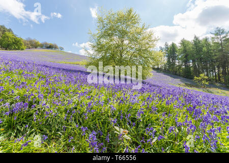 Felder abgedeckt in einem Teppich der bluebells im Client Hügel, Worcestershire, an einem sonnigen Frühlingstag Stockfoto