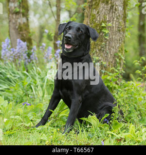 Labrador Retriever schwarz Stockfoto