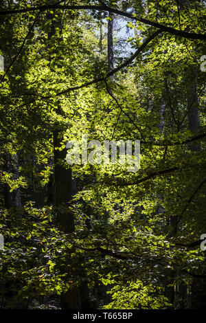 Sommer Wald Sonne scheint durch Blätter Stockfoto