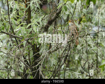 Europäische Nachtigall, Luscinia megarhynchos Stockfoto