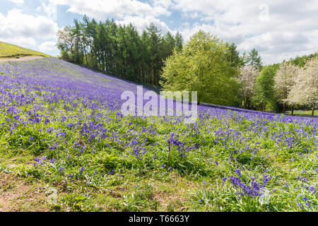 Felder abgedeckt in einem Teppich der bluebells im Client Hügel, Worcestershire, an einem sonnigen Frühlingstag Stockfoto