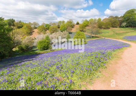 Felder abgedeckt in einem Teppich der bluebells im Client Hügel, Worcestershire, an einem sonnigen Frühlingstag Stockfoto