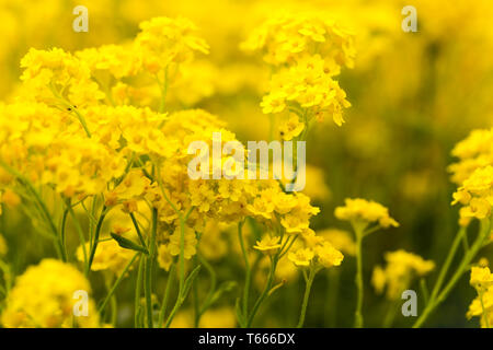 Korb mit Gold (Aurinia Inselbogens) im Frühjahr Stockfoto