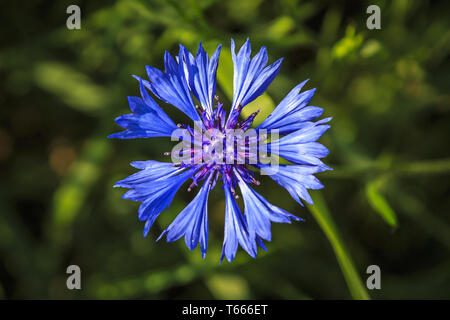 Allgemeine Zichorie (Cichorium Intybus) Blumen Makro Stockfoto