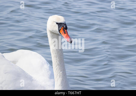 Einen schönen weißen Schwan schwimmt auf der Bucht in Estland - Bild Stockfoto