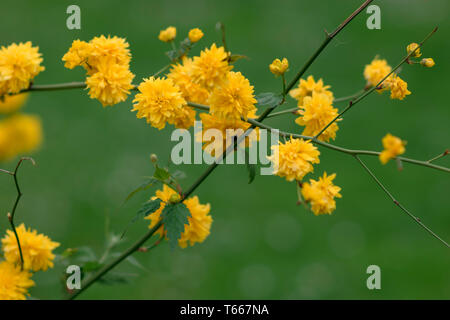 Kerria japonica. Schönen gelb blühenden Zweig. Einzige Zweigstelle in vollem Gelb blühen. Zuchtsorte Pleniflora. Golden Guinea. Stockfoto