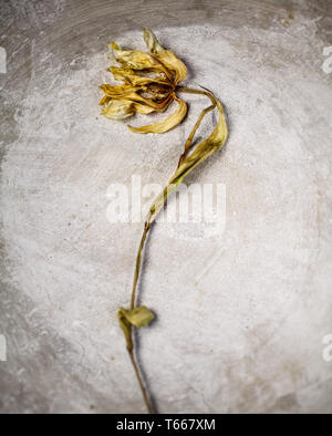 Trocken und verdorrt Tulpe Blume auf Stein Hintergrund Stockfoto