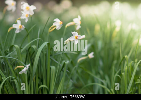 Frühlingsblumen Narzissen blühen im Frühling Garten - Nahaufnahme von Frühling Narzissen unter Soft spring Sonnenlicht. Blume Frühling Landschaft mit Narzisse Stockfoto