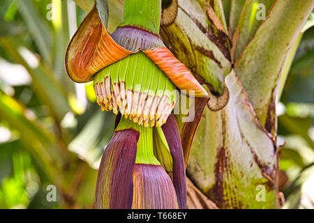 Baby oder junge Banane auf Bananenstaude in der Nähe schießen. Banane Blume. Martinique Stockfoto