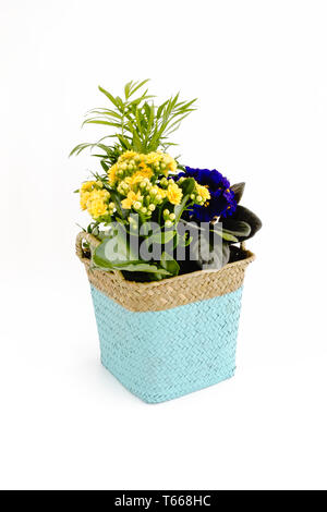 Afrikanische Veilchen, SaintPaulias und eine kleine Palme in einem geflochtenen Zimmerpflanze Warenkorb auf weißem Hintergrund. Hohe Blickwinkel betrachten. Stockfoto